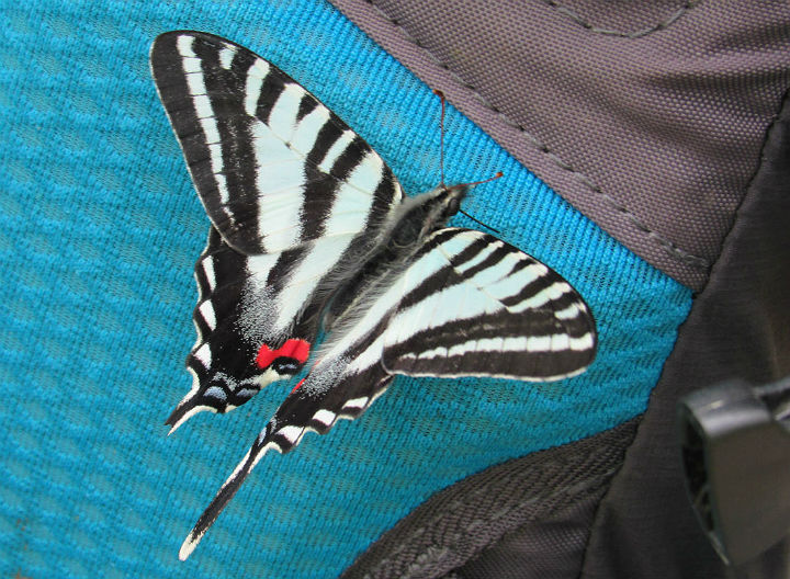 Zebra Swallowtail